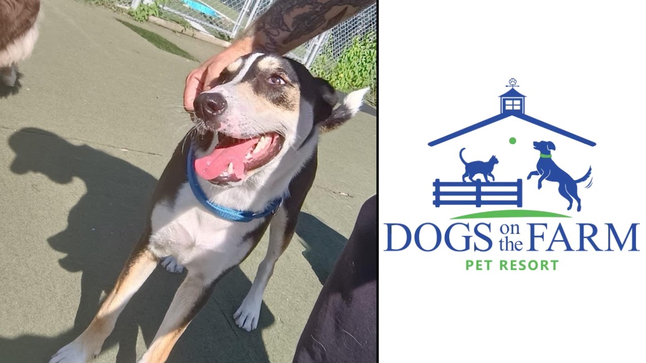 Playtime at Dogs On The Farm Pet Resort!