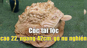 Ông cóc ngậm tiền gỗ nu nghiến | Cóc phong thủy nu gai tự nhiên