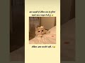 #catphotos #comedy #viralvideo