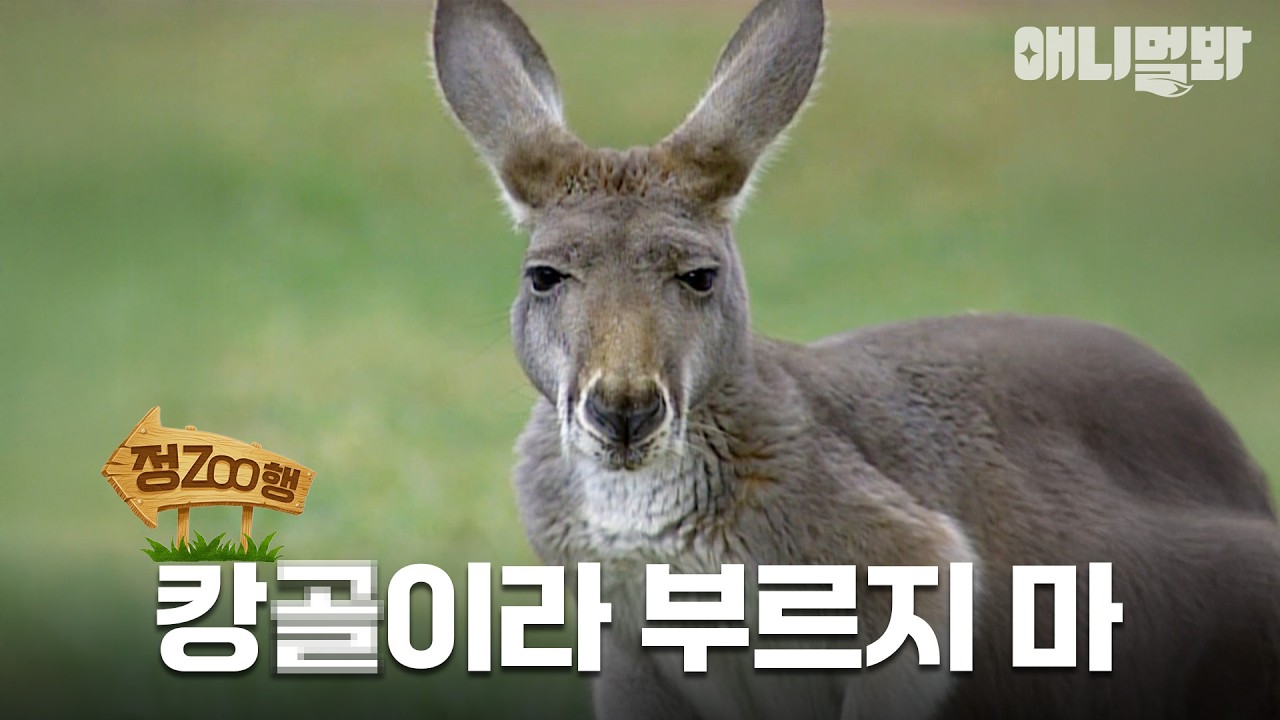 [#정ZOO행] 한번 더 캉X🦘이라 부르면 바로 복싱이야🥊 | EP.9 #TV동물농장 #AnimalFarm #애니멀봐