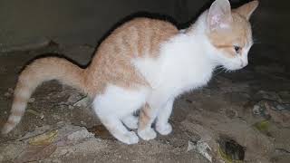 Cat Loose motion by Animals Love 61,198 views 5 years ago 1 minute, 29 seconds