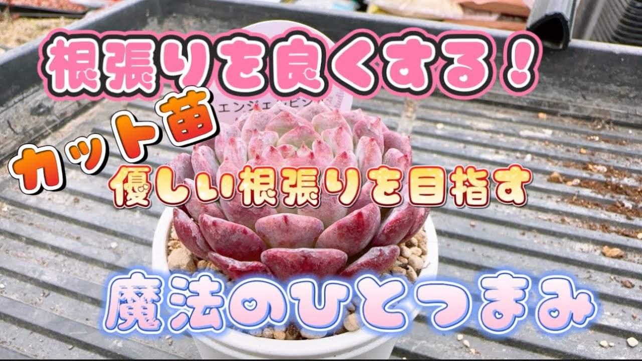 多肉植物】カット苗の根張りを良くする魔法のひとつまみ💖【多肉育て方