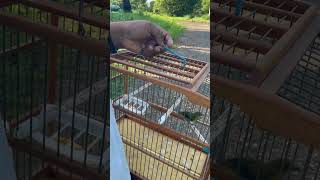 Trinidad semp spot ~SAMMY~