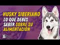 TODO LO QUE NECESITAS SABER SOBRE LA ALIMENTACIÓN DEL HUSKY SIBERIANO