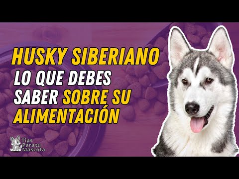 Vídeo: Como Alimentar Huskies