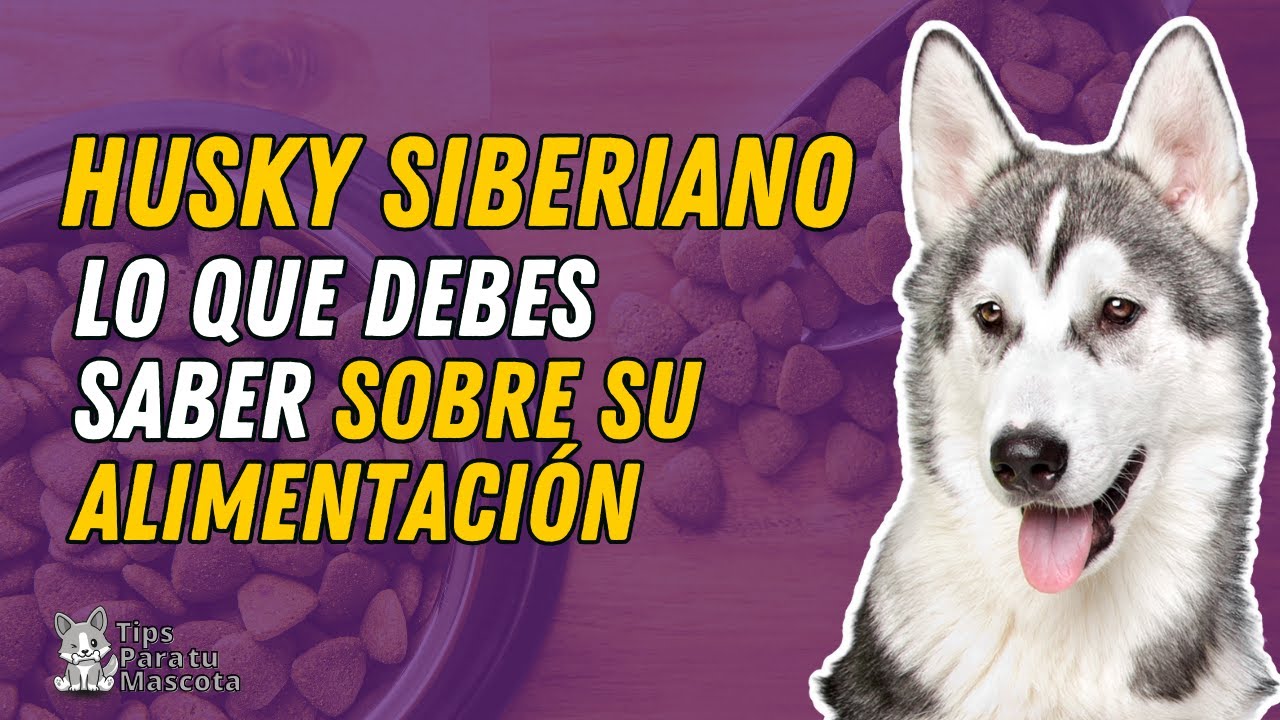 ?? ALIMENTACIÓN DEL HUSKY SIBERIANO - YouTube