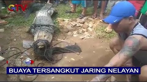 Buaya Muara 3 Meter di Singkawang Barat Terjeerat Jaring Ikan Milik Nelayan - BIM 13/02