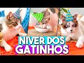 FIZEMOS uma FESTA de ANIVERÁRIO para os nossos GATOS