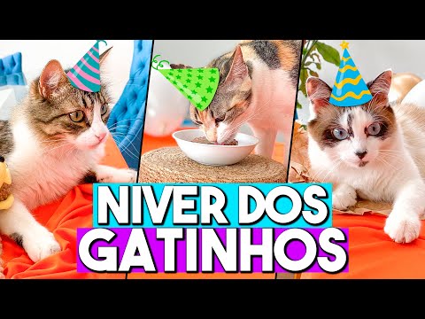 Vídeo: Como Comemorar O Ano Do Gato