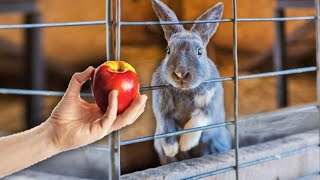 SURPRISING HOMELESS BUNNIES WITH APPLES FOR THE FIRST TIME IN THEIR LIFE *EMOTIONAL*