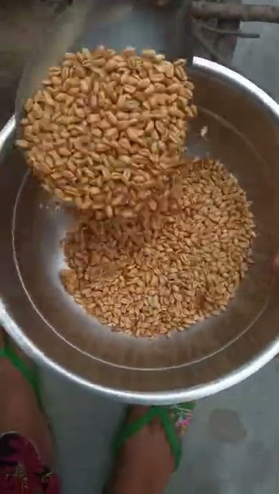 Have u tried this roasted wheat ! 🌾🌾#shorts #trending #viralshorts #food