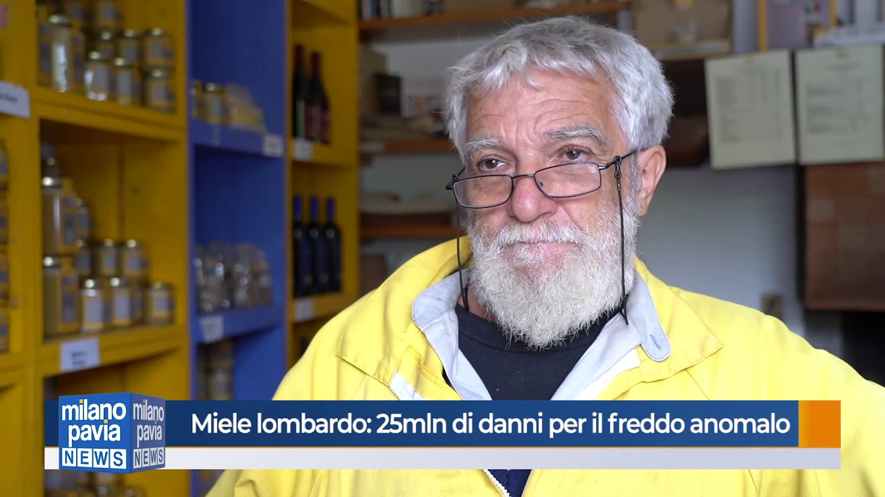 italian greyhound Miele lombardo: 25 milioni di euro di danno per il freddo anomalo
