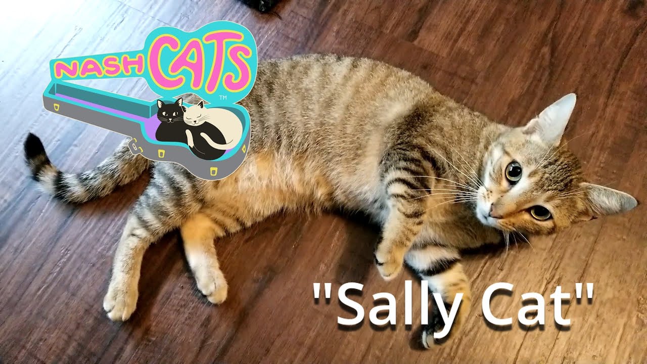 Sally Cat | NashCats Episode 3