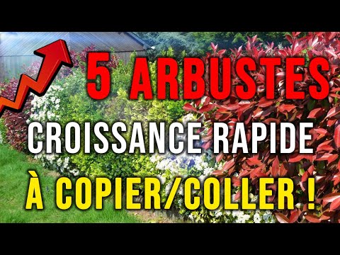 Vidéo: Evergreens à croissance rapide : en savoir plus sur les arbustes à feuilles persistantes qui poussent rapidement