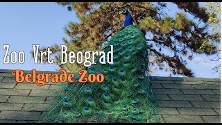 Zoo Vrt Beograd (Зоопарк г. Белград)