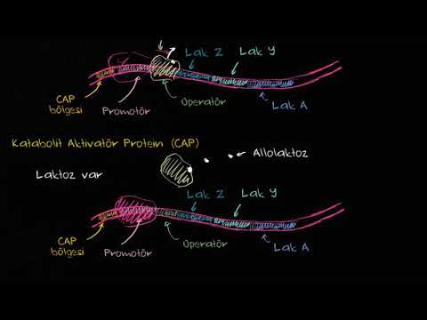 Video: E coli'nin lac operonundaki genlerin işlevi nedir?