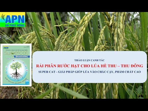 Video APN - THẢO LUẬN RẢI PHÂN RƯỚC HẠT VỤ HÈ THU - THU ĐÔNG... - youtube