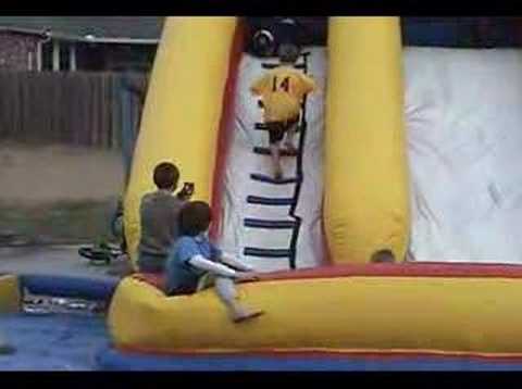 Pembroke Welsh Corgi on Slide with Kids