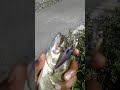 Bass fishing LiveTarget smelt it works everywhere I go!!!!!