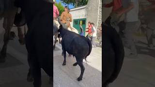 Bandido Saint Dionisy avec la manade du Levant