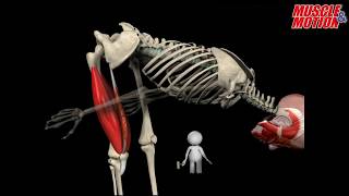 How to Squat Properly: Anatomical Analysis