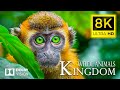 8K Wild of World Animals - Discover Amazing With Dolby Vision | Nature Sounds (Colorful Animal Life)