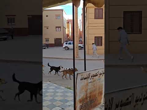 شاهد خطورة الكلاب الضالة بواضحة النهار بمدينة تنغير