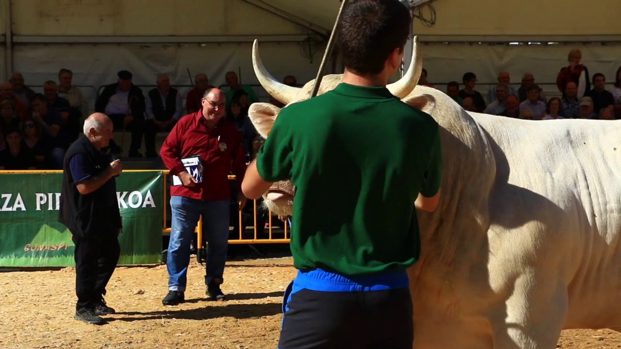 Eukalherriko pirenaika txapelketa Gernika 2019