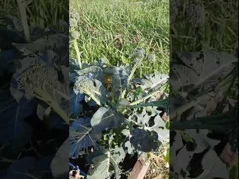 Video: Che cos'è i broccoli: scopri la cura dei broccoli nei giardini
