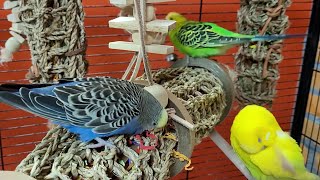 9 hours of budgie sounds for relaxation