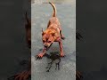 #USA#shorts#dog#monster#transformation#specialeffects#scary#creepydog#horror#animals#youtubeshorts