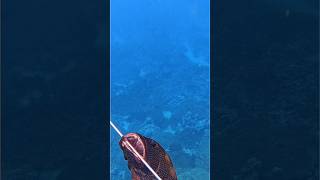 Spearing invasive fish #fish #fishing #ocean #spearfishing #water