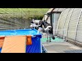 【衝撃】驚異的なジャンプ力でプールにダイブする生後5ヶ月の弟ww　【シベリアンハスキー】