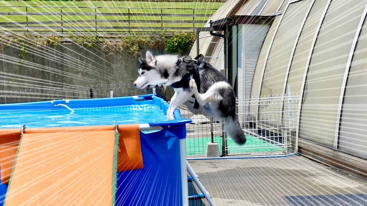 Shocking] 5-month-old baby brother dives into pool with incredible