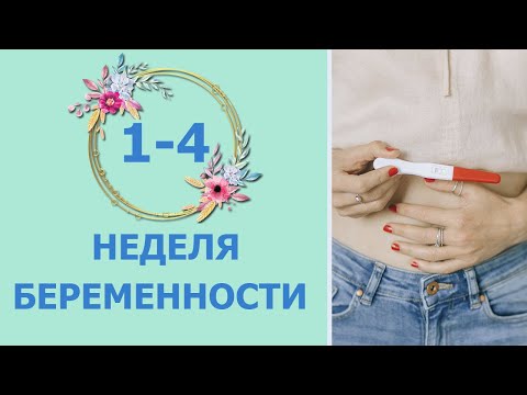 1-4 неделя беременности. Развитие плода и изменения у мамы