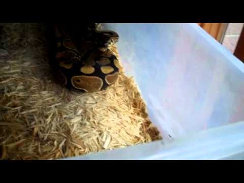 My Ball Python Won T Eat My Ball Python Won T Eat