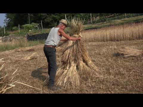 Video: Pomodori in serra. Le sottigliezze della crescita