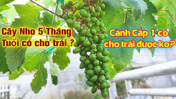 Cây Nho Trồng 5 Tháng Cho Trái Tại Cành Cấp 1