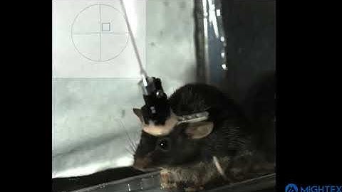 Optogenetics mind control   compressed