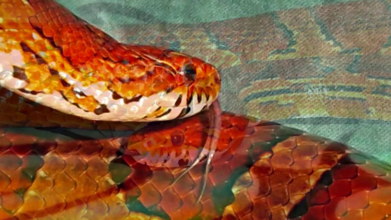 sweet potato Sir Devereaux the Corn Snake and His New Coat of Colors!
