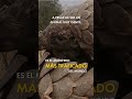 Pangolín: el mamífero más traficado del mundo 🌍 | #Shorts