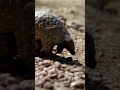 Pangolín: el mamífero más traficado del mundo 🌍 | #Shorts