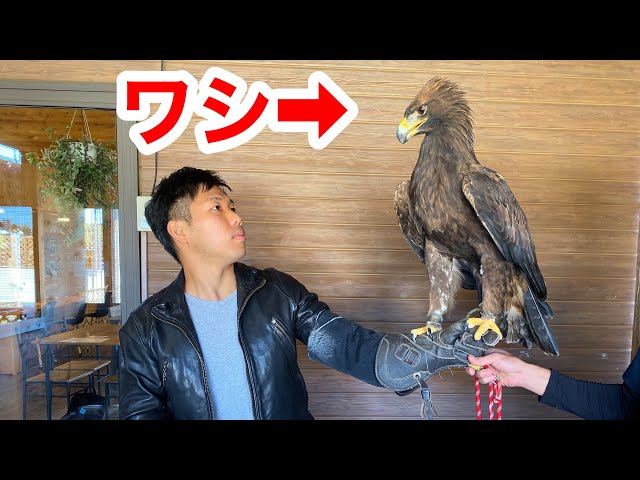 日本初！ワシのいる鳥カフェのレベルが高過ぎる！
