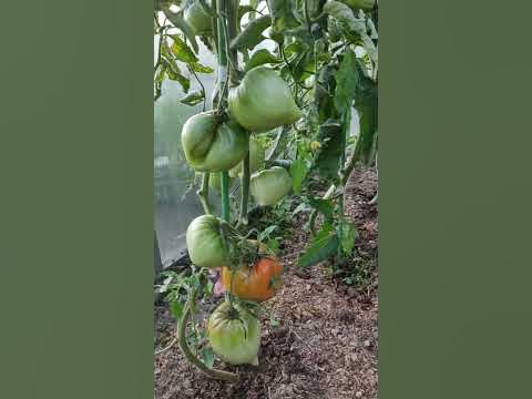 Томат Фатер Рейн - YouTube