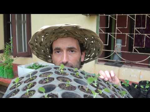 Viewers Ideas: Can you Acclimatize Vegetable Plants to a different Country and How it's done!