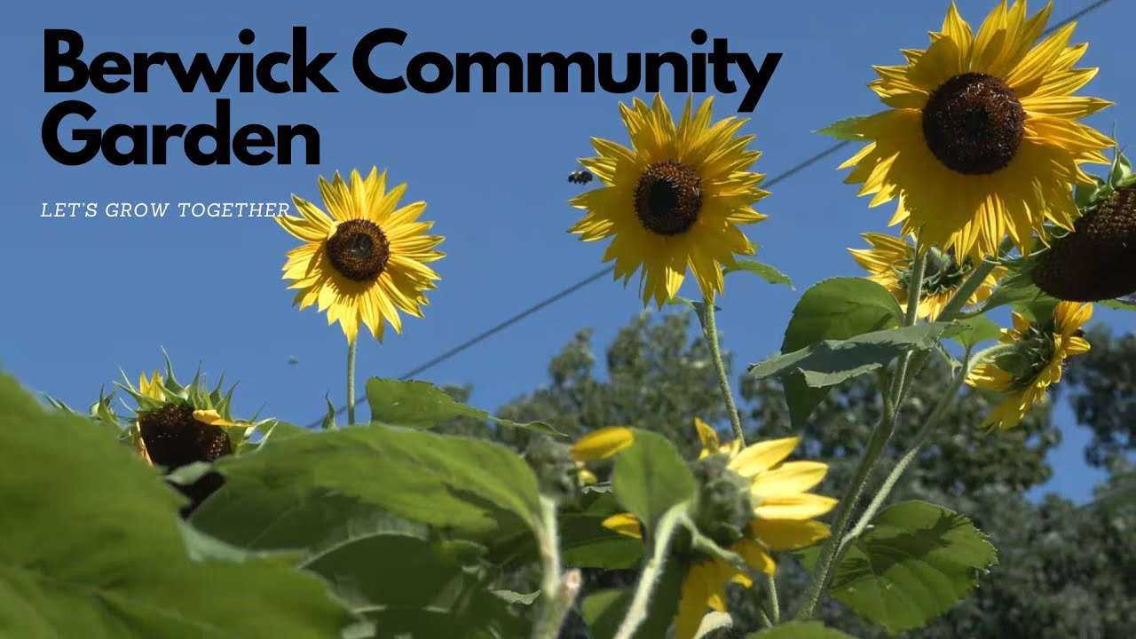 Volunteering at the Berwick Community Garden