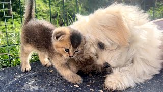 The kittens' reaction to meeting the dog was so cute