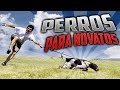 10 Mejores Perros Recomendados Para Principiantes