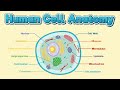 Human cell anatomy