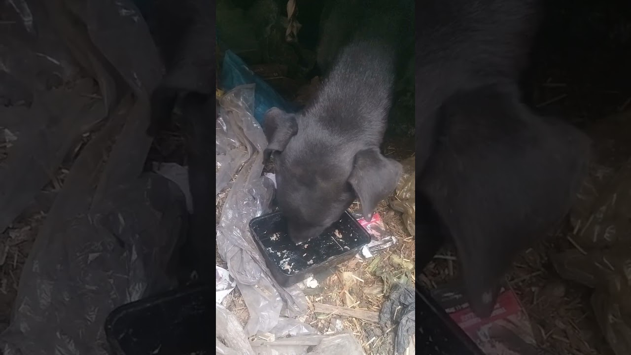 Animal ki help## 👍👍👍👍👍👍